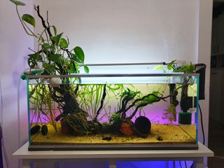 Acuario completo 60L + soporte + gambas + peces ++