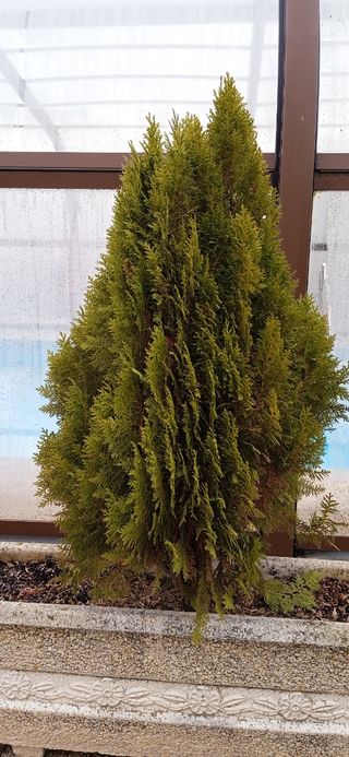 Plantas Thuja Occidentalis.