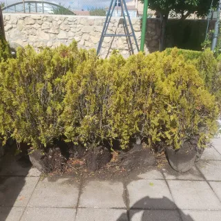 Plantas Thuja Occidentalis.
