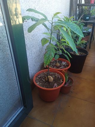 Aguacate autóctono