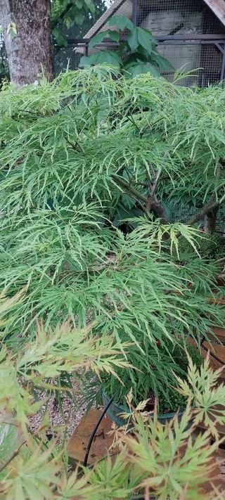 Bonsái Acer Palmatum