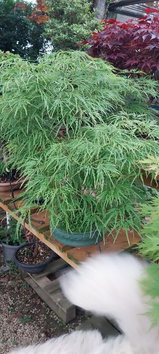 Bonsái Acer Palmatum