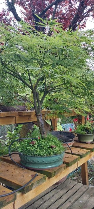 Bonsái Acer Palmatum