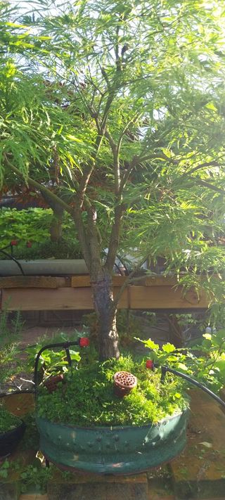 Bonsái Acer Palmatum