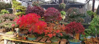 Bonsái Acer Palmatum