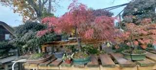 Bonsái Acer Palmatum