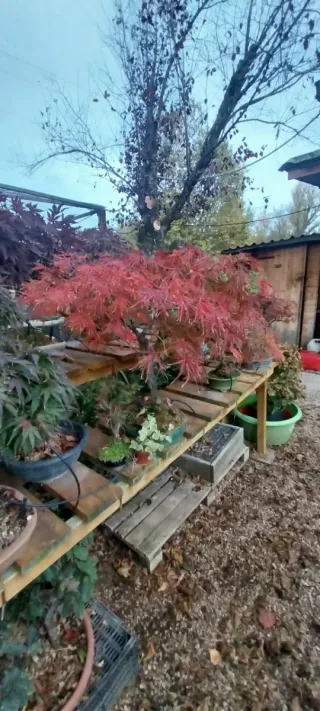 Bonsái Acer Palmatum