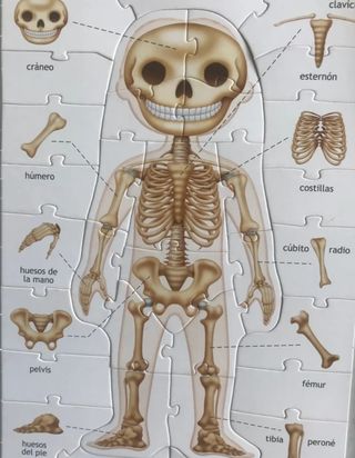 Puzzle cuerpo humano Educa - 4 puzzles