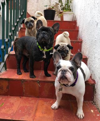 Cuidadora de perros en Barcelona!