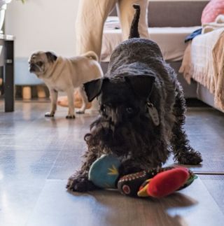 Cuidadora de perros en Barcelona!