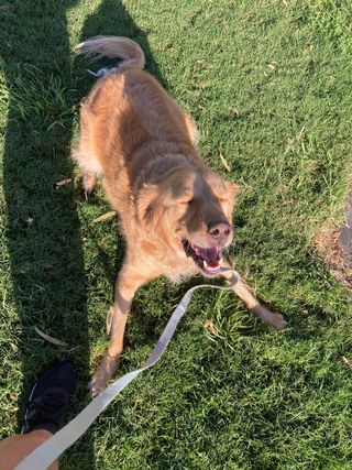 Cuidadora de perros en Barcelona!