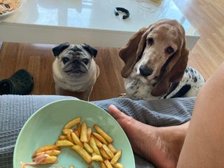 Cuidadora de perros en Barcelona!