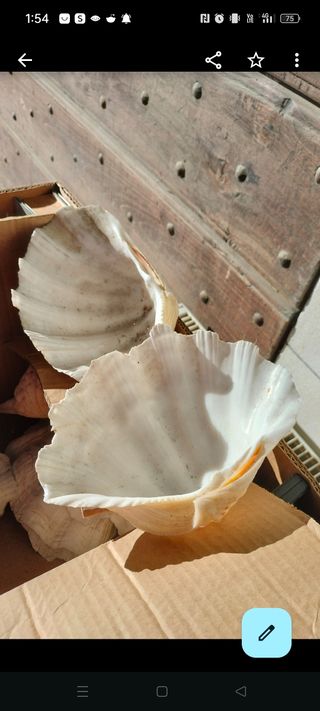 Conchiglie per servizio primi di pesce e paella 