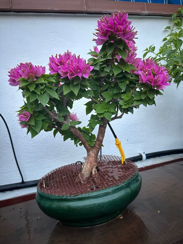 Bonsai buganvilla
