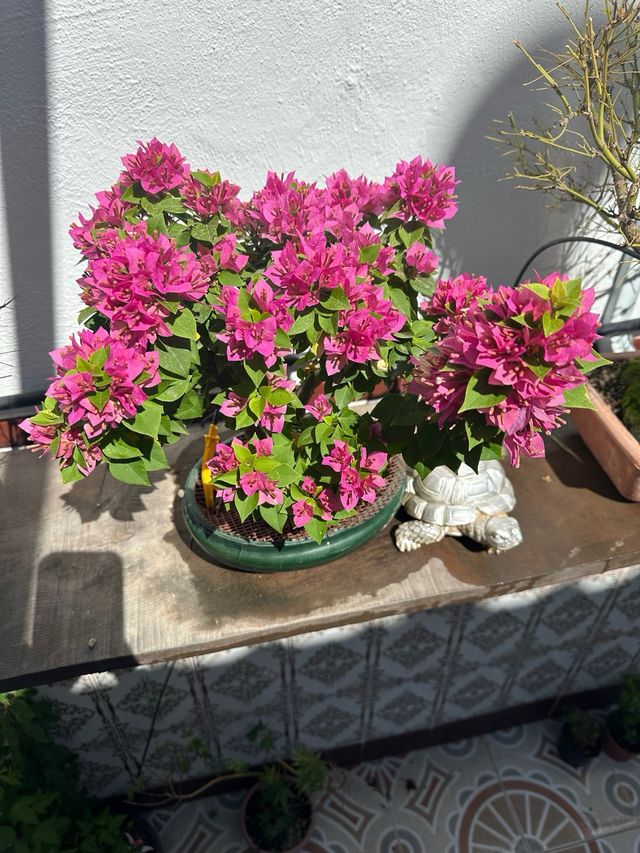 Bonsai buganvilla