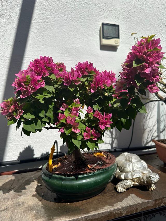 Bonsai buganvilla