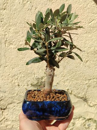 Bonsai Olivo