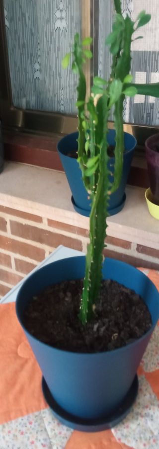 Planta Euphorbia