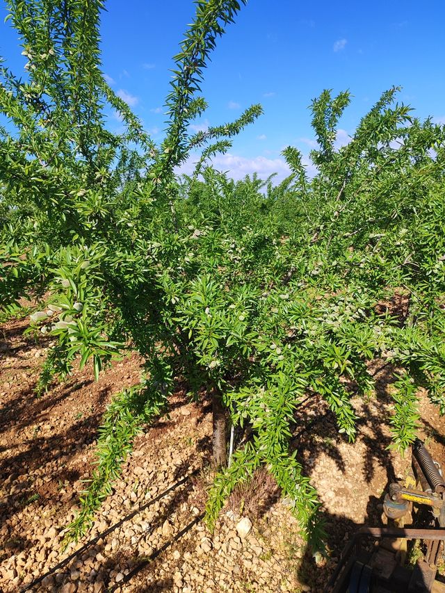 Se vende casa de campo y 800 almendros en Daimiel.