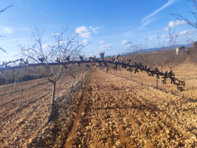 Se vende casa de campo y 800 almendros en Daimiel.