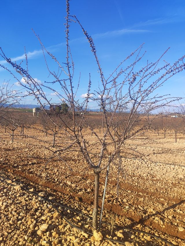 Se vende casa de campo y 800 almendros en Daimiel.