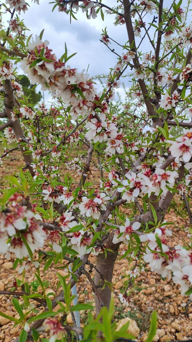 Se vende casa de campo y 800 almendros en Daimiel.
