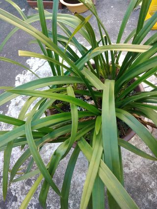 Orquídeas em vaso - 28 unidades