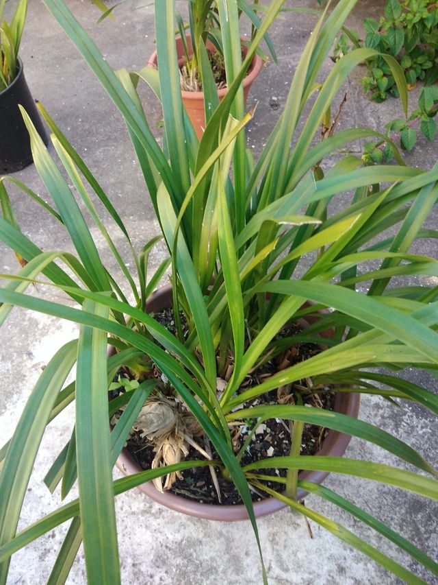 Orquídeas em vaso - 28 unidades