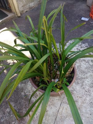 Orquídeas em vaso - 28 unidades