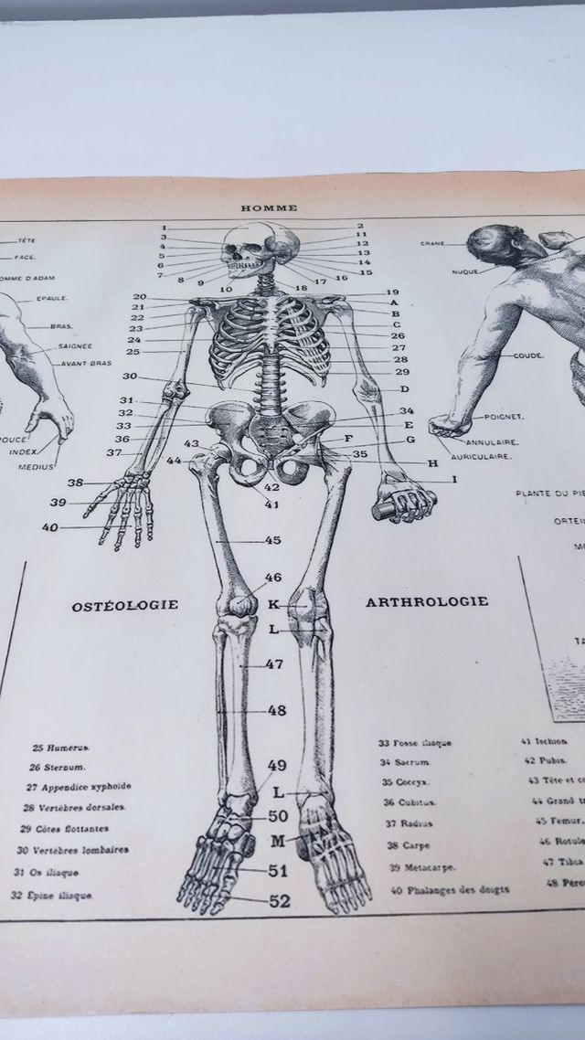 Lámina "Anatomia".