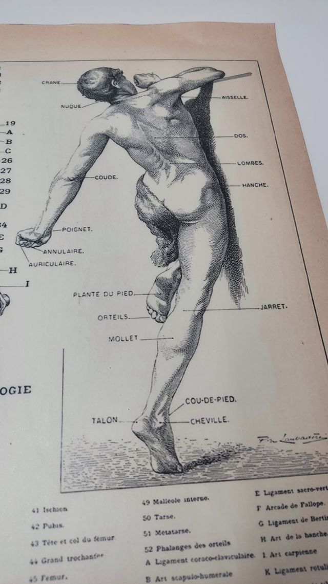 Lámina "Anatomia".