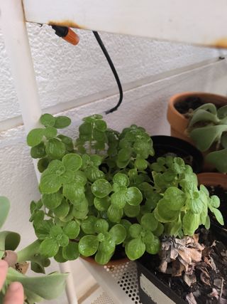 Suculentas crasas planta del incienso