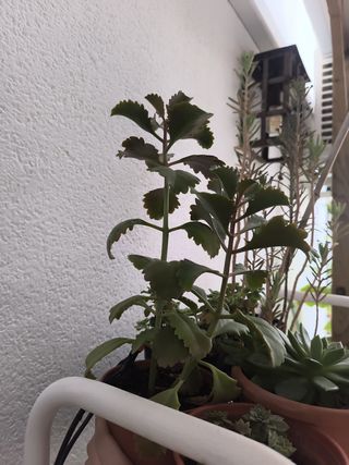 Suculentas crasas planta del incienso