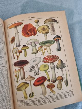 Diccionario Enciclopédico ilustrado.