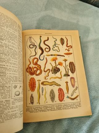 Diccionario Enciclopédico ilustrado.