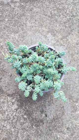 Sedum Dasyphyllum