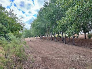 Terreno en venta en Establiments - Son Espanyol - Son Sardina en Palma de Mallorca