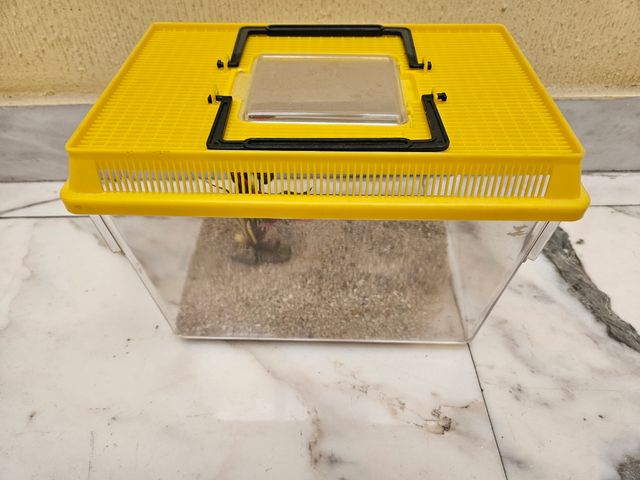 Acuario plástico pequeño amarillo