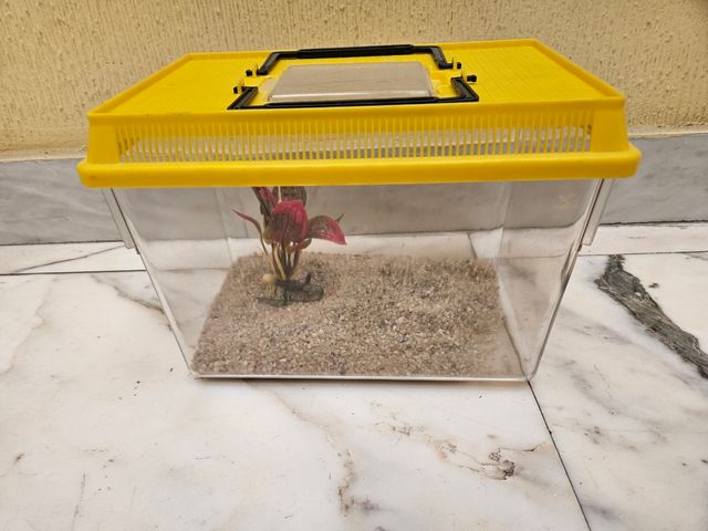 Acuario plástico pequeño amarillo