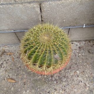 Lote 5 Macetas Equinocactus. Precio por unidad