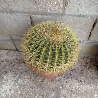 Lote 5 Macetas Equinocactus. Precio por unidad