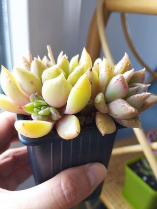 Suculenta Graptoveria Melody