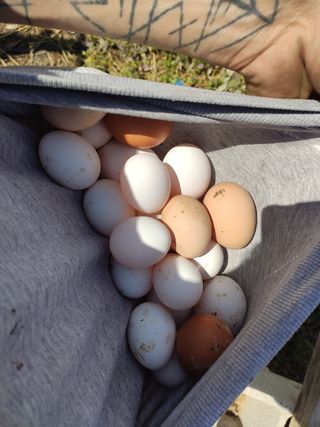 Camperos