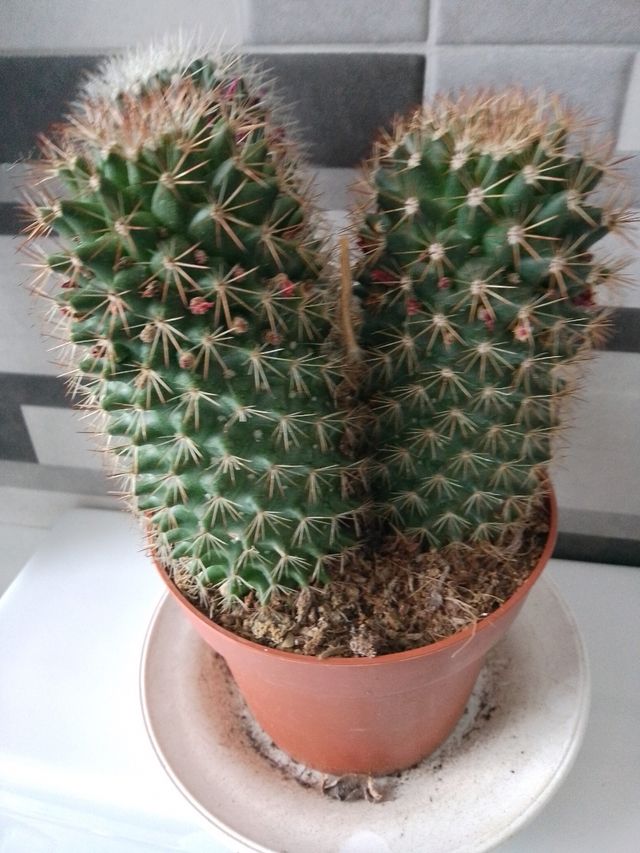 Cactus