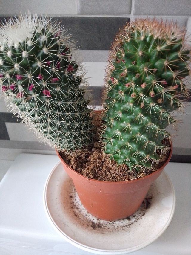 Cactus