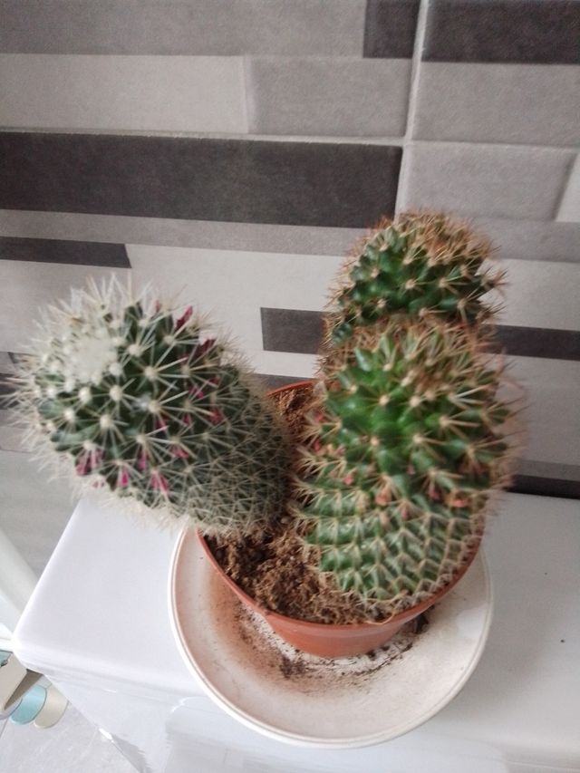 Cactus