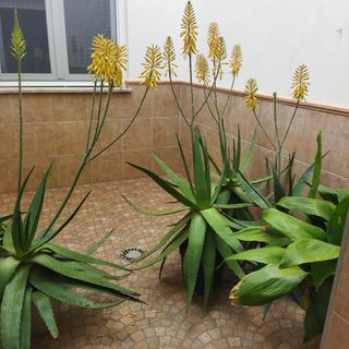 Vendo plantas grandes de aloe vera