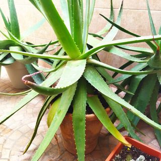 Vendo plantas grandes de aloe vera