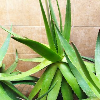 Vendo plantas grandes de aloe vera