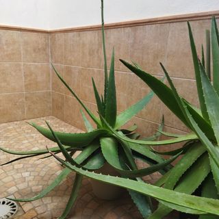 Vendo plantas grandes de aloe vera